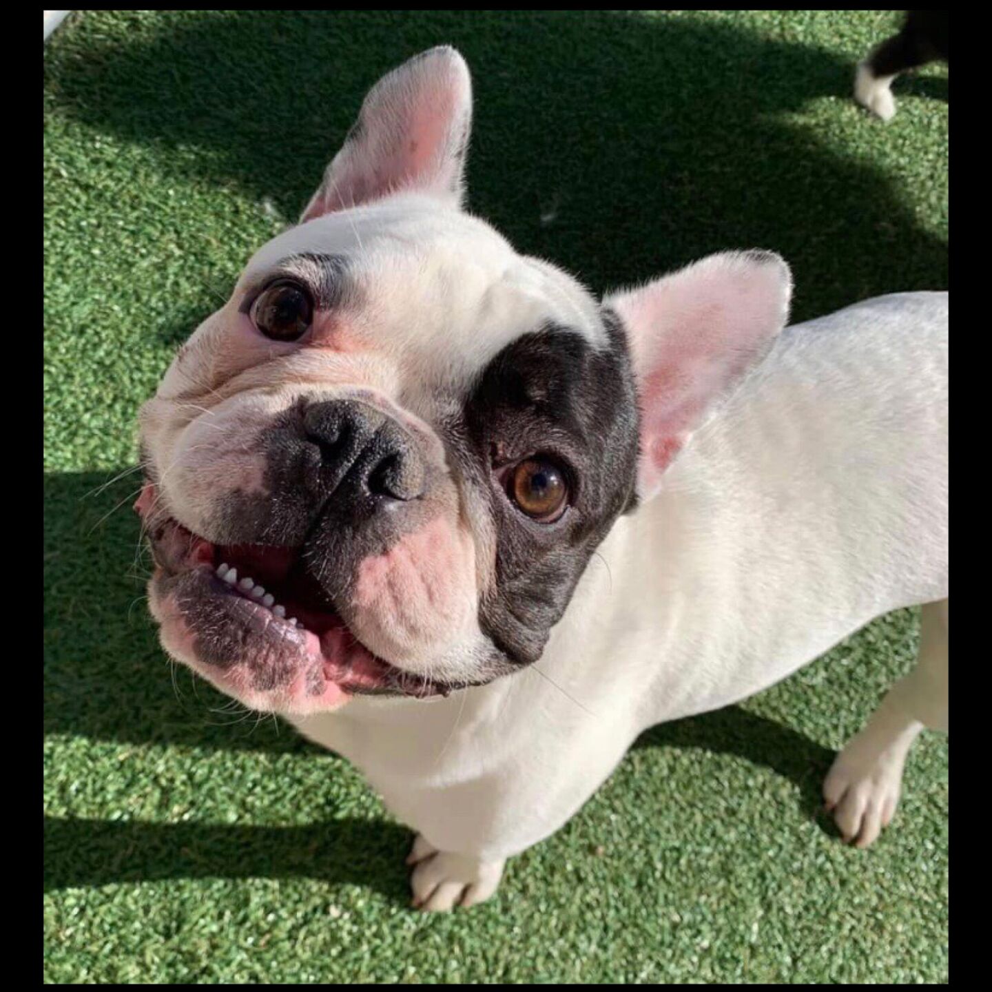 Pet of the Day: Angus